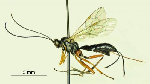 Phytodietus tauricus